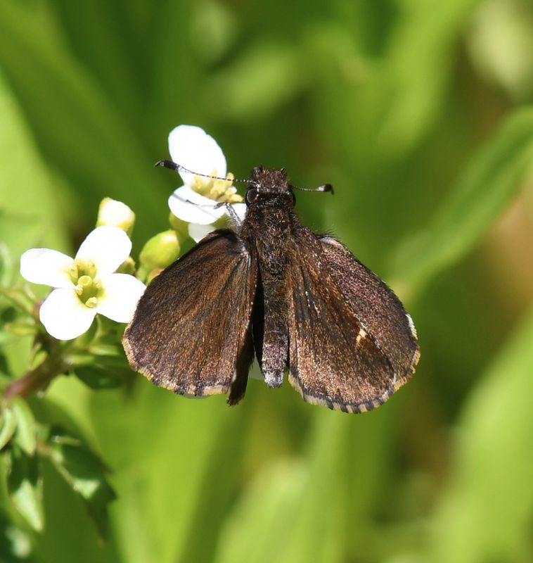 Common Roadside Skipper: Amblyscirtes vialis