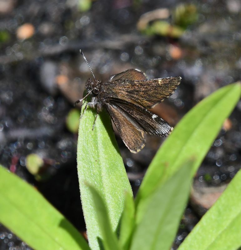 Common Roadside Skipper: Amblyscirtes vialis