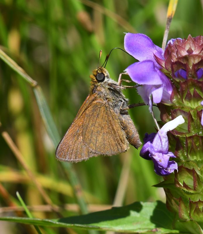 Dun Skipper: Euphyes vestris
