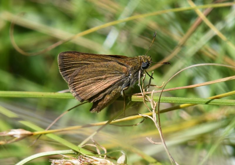Dun Skipper: Euphyes vestris
