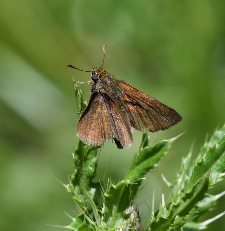 Dun Skipper: Euphyes vestris