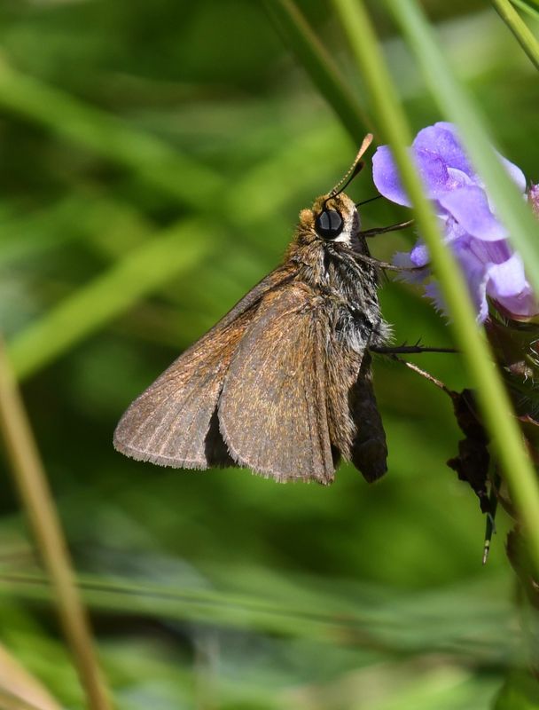 Dun Skipper: Euphyes vestris