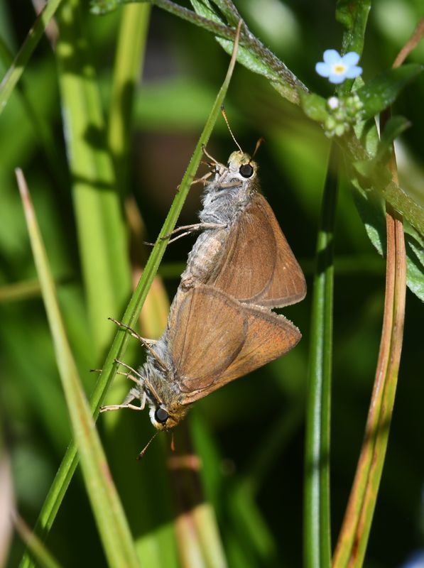 Dun Skipper: Euphyes vestris