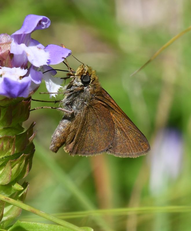 Dun Skipper: Euphyes vestris