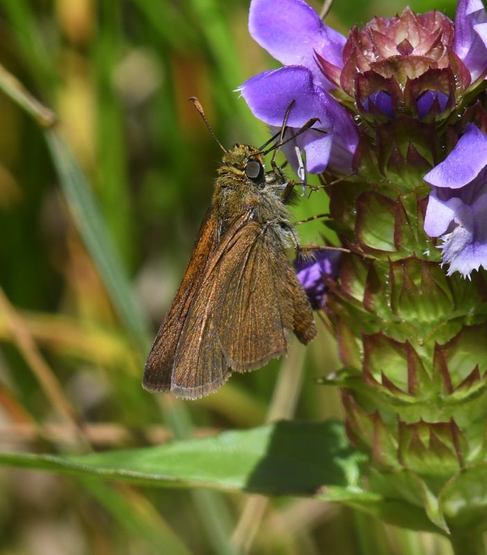 Dun Skipper: Euphyes vestris