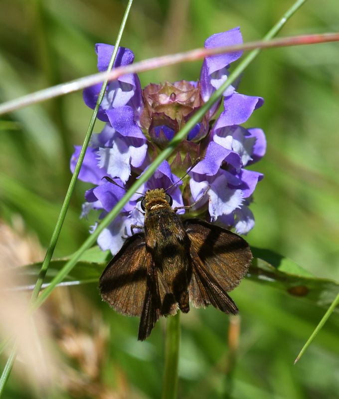 Dun Skipper: Euphyes vestris