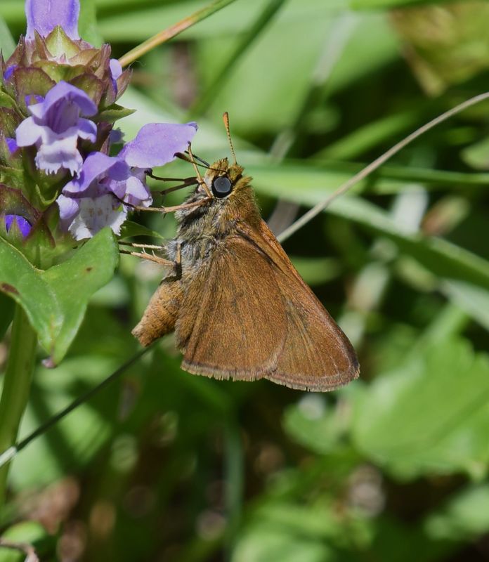 Dun Skipper: Euphyes vestris