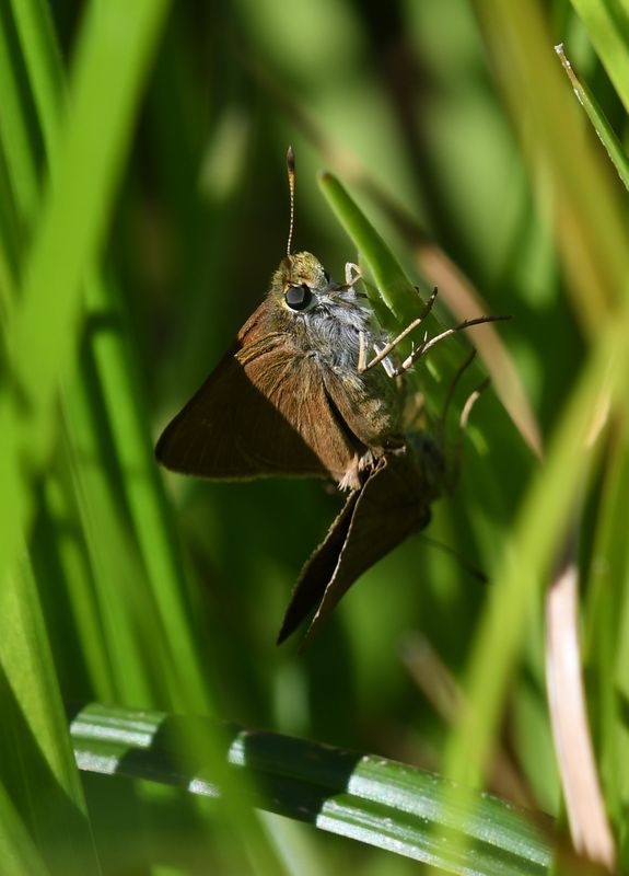 Dun Skipper: Euphyes vestris