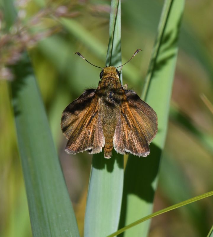 Dun Skipper: Euphyes vestris