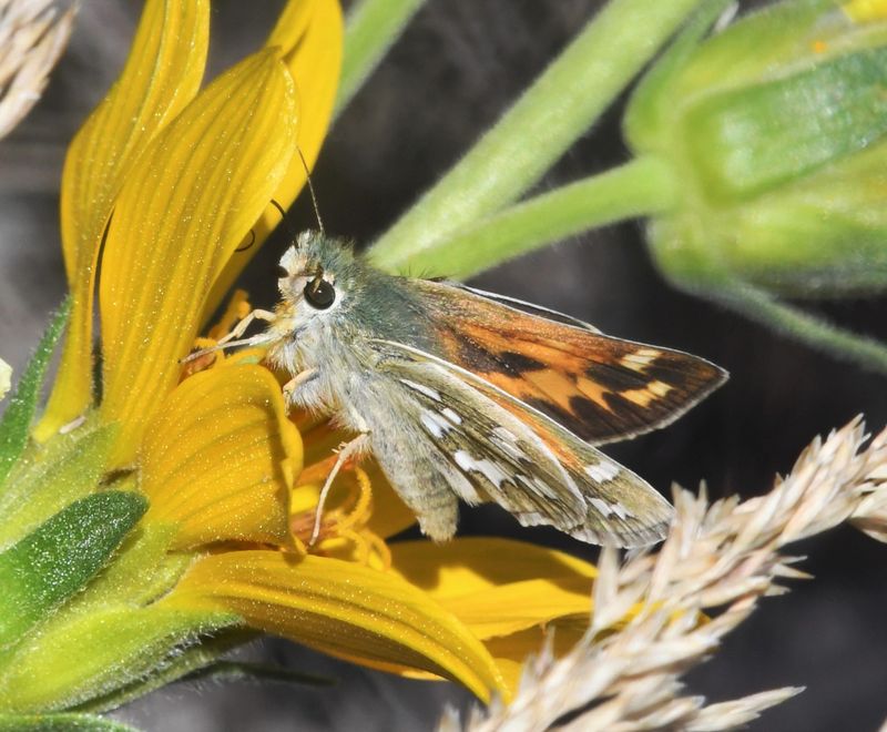 Juba Skipper: Hesperia juba