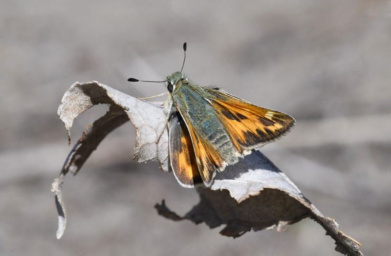 Juba Skipper: Hesperia juba