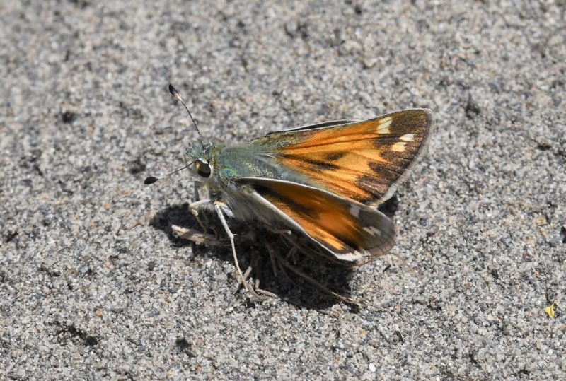 Juba Skipper: Hesperia juba