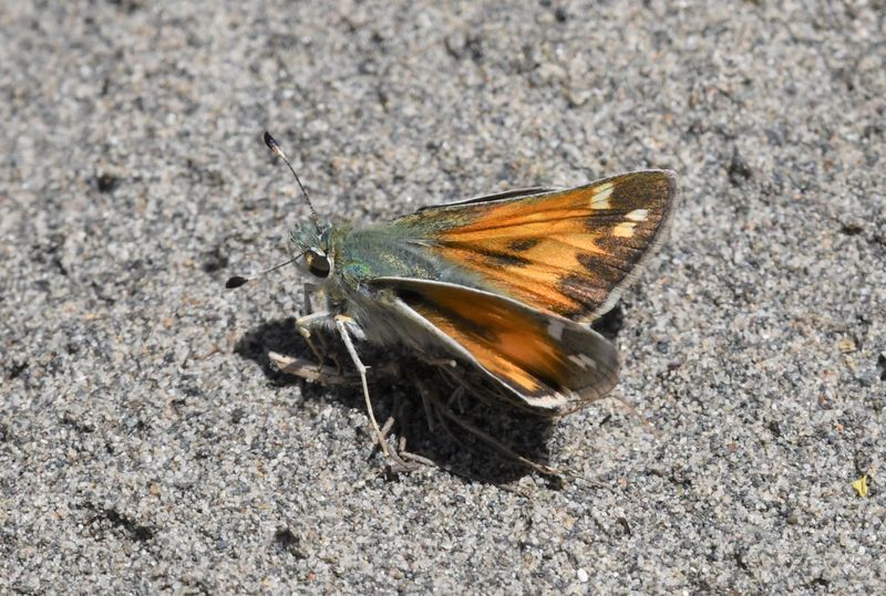 Juba Skipper: Hesperia juba