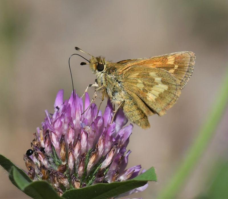 Mardon Skipper: Polites mardon