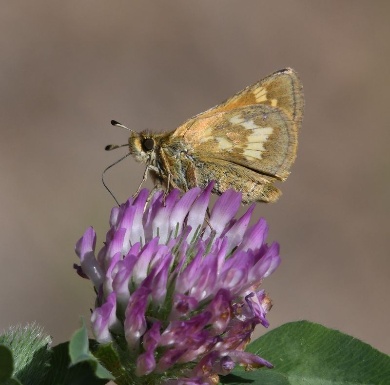 Mardon Skipper: Polites mardon