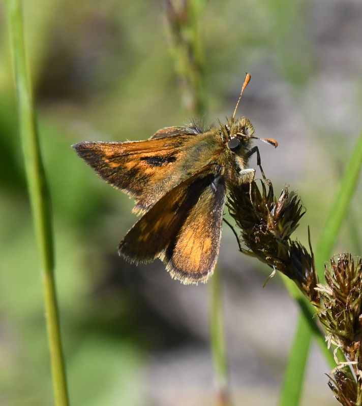 Mardon Skipper: Polites mardon