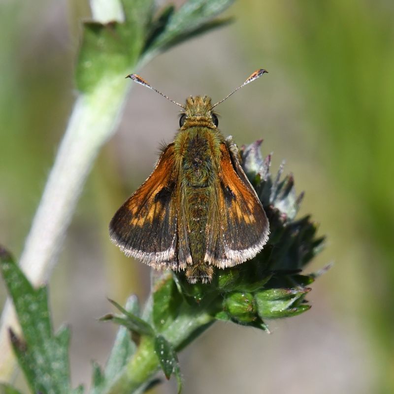 Mardon Skipper: Polites mardon