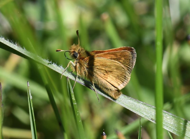 Mardon Skipper: Polites mardon