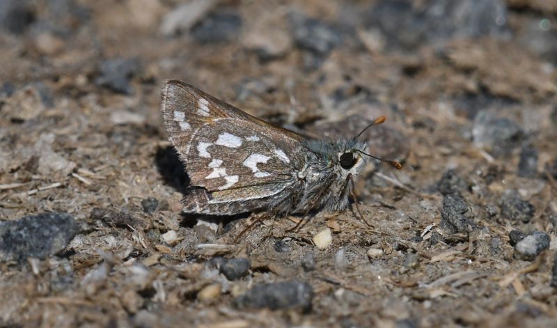 Nevada Skipper: Hesperia nevada