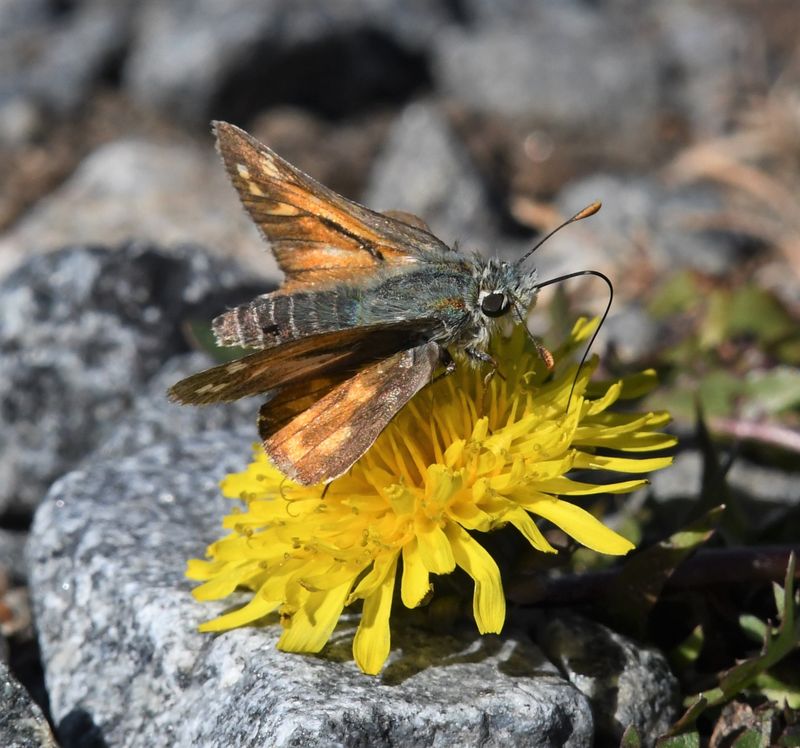 Nevada Skipper: Hesperia nevada