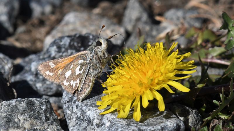 Nevada Skipper: Hesperia nevada