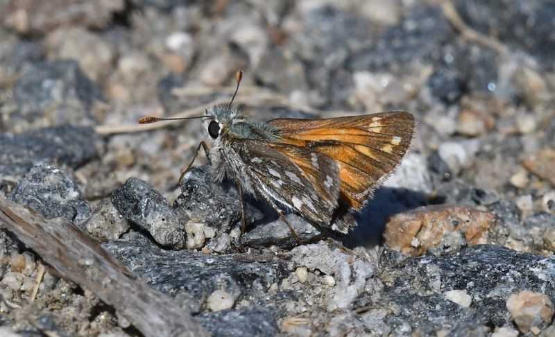 Nevada Skipper: Hesperia nevada