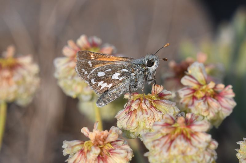 Nevada Skipper: Hesperia nevada