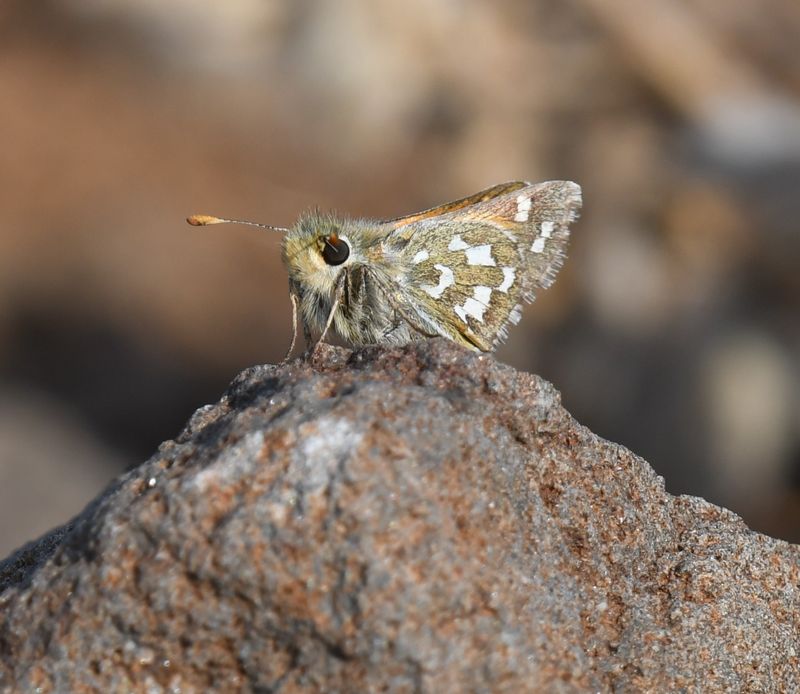 Nevada Skipper: Hesperia nevada