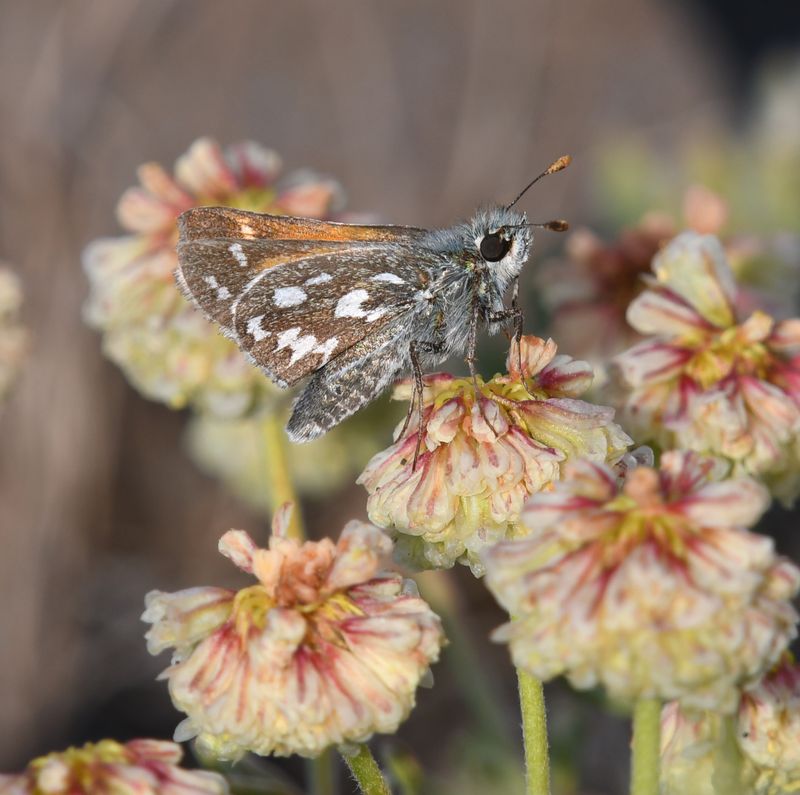 Nevada Skipper: Hesperia nevada
