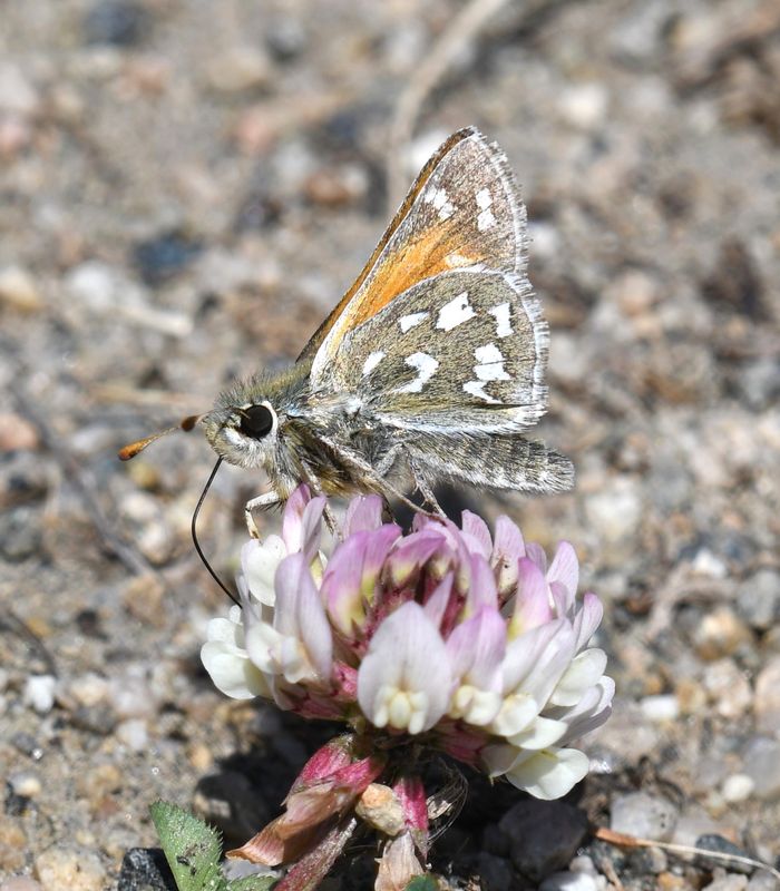Nevada Skipper: Hesperia nevada