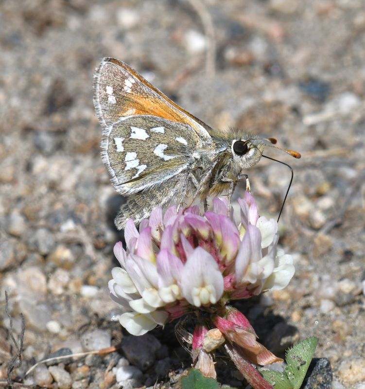 Nevada Skipper: Hesperia nevada