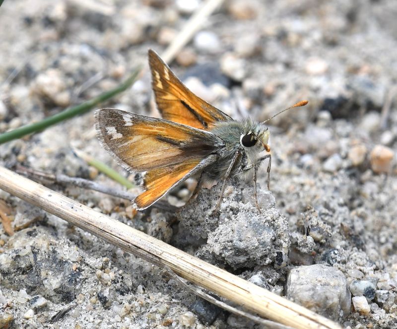 Nevada Skipper: Hesperia nevada