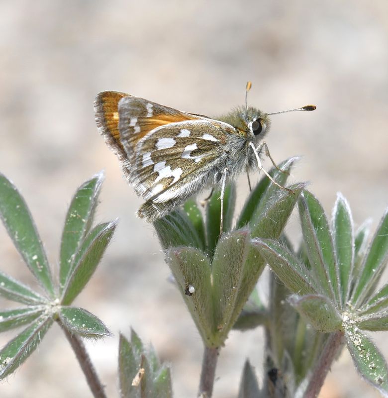Nevada Skipper: Hesperia nevada