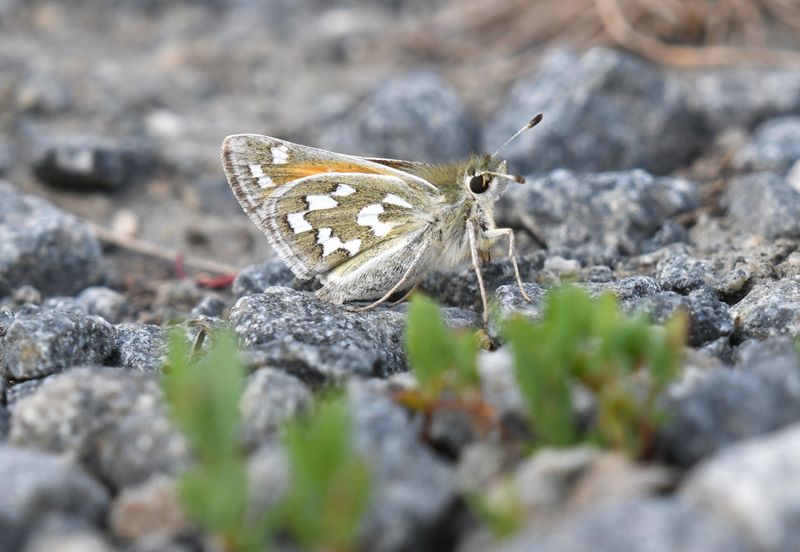 Nevada Skipper: Hesperia nevada