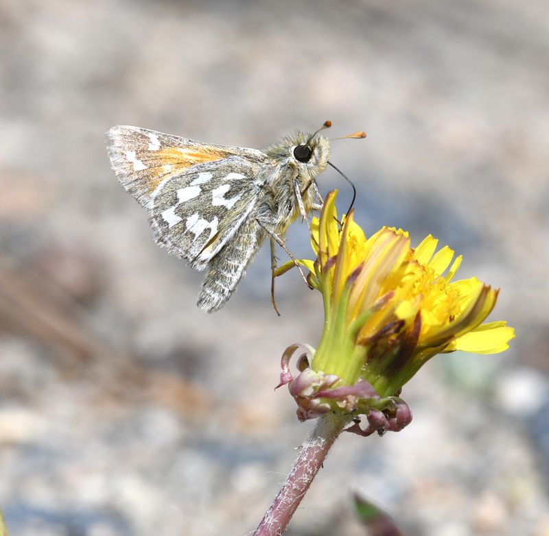 Nevada Skipper: Hesperia nevada