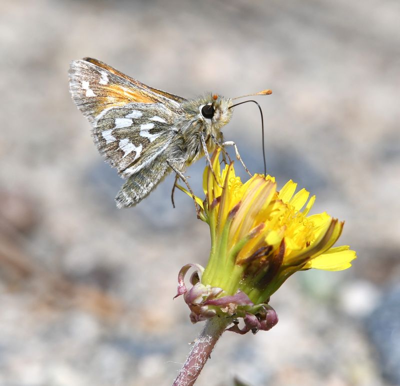 Nevada Skipper: Hesperia nevada