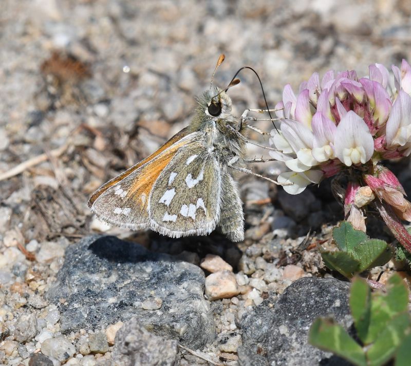 Nevada Skipper: Hesperia nevada