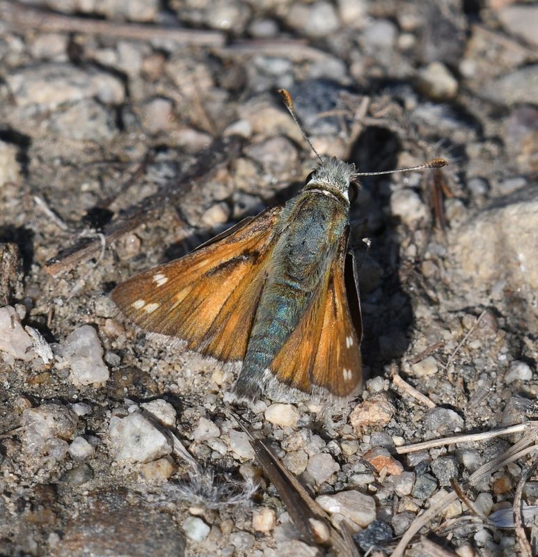 Nevada Skipper: Hesperia nevada