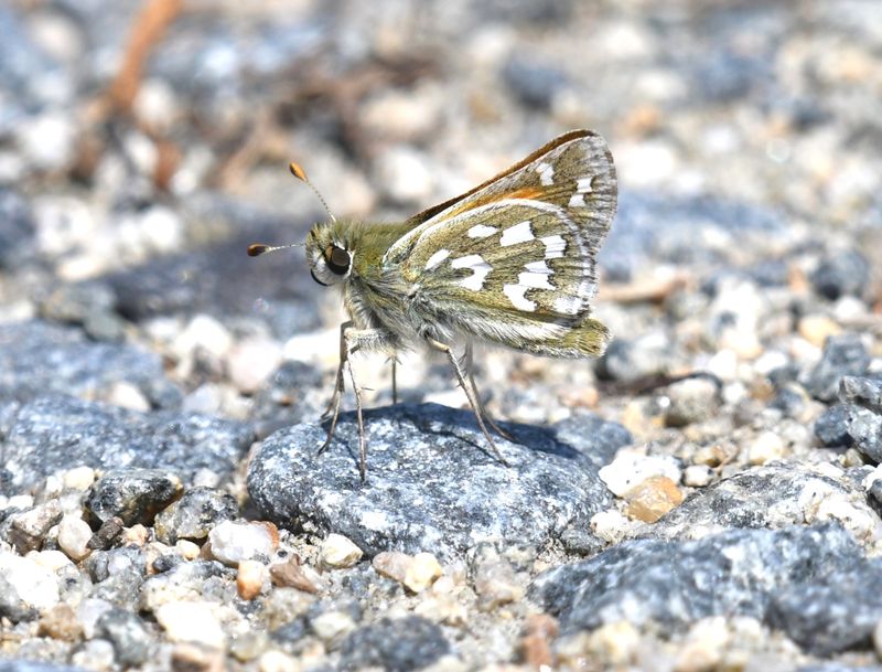Nevada Skipper: Hesperia nevada