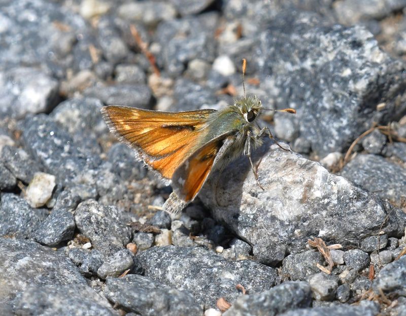 Nevada Skipper: Hesperia nevada