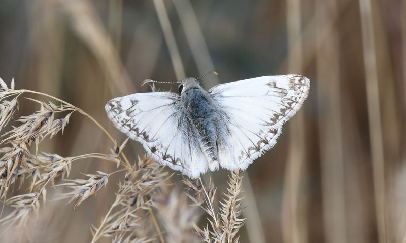 Northern White Skipper: Heliopetes ericetorum