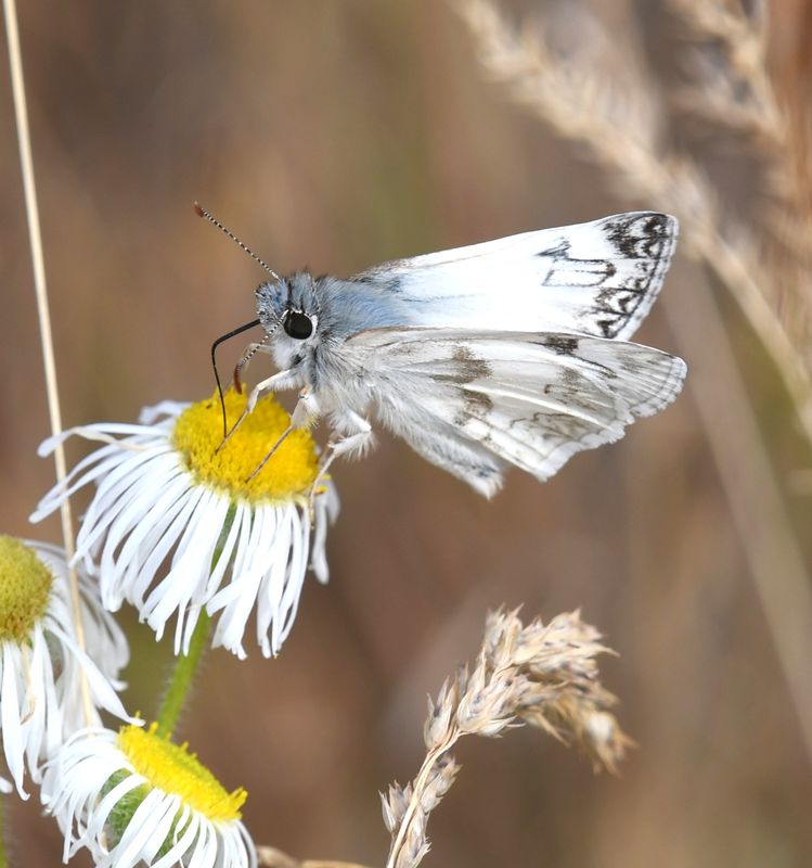 Northern White Skipper: Heliopetes ericetorum