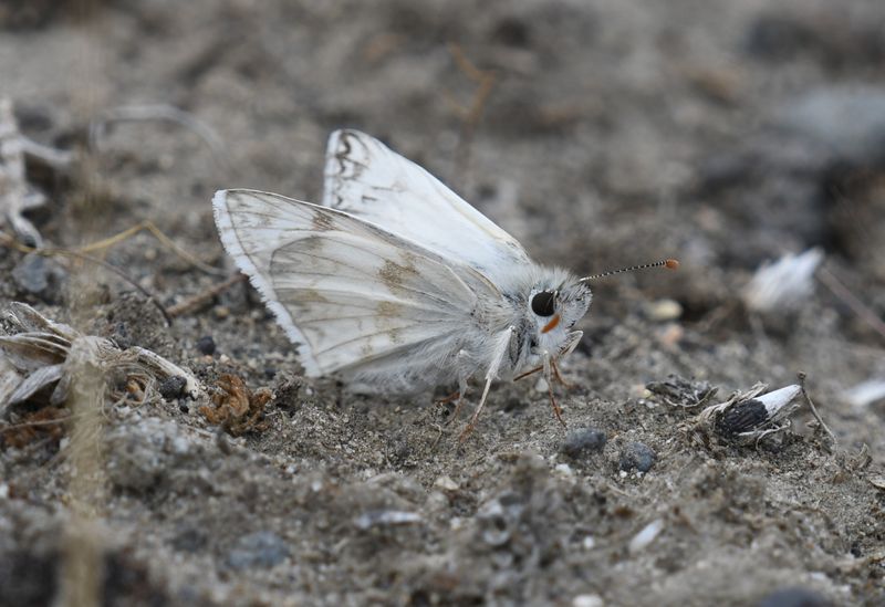 Northern White Skipper: Heliopetes ericetorum