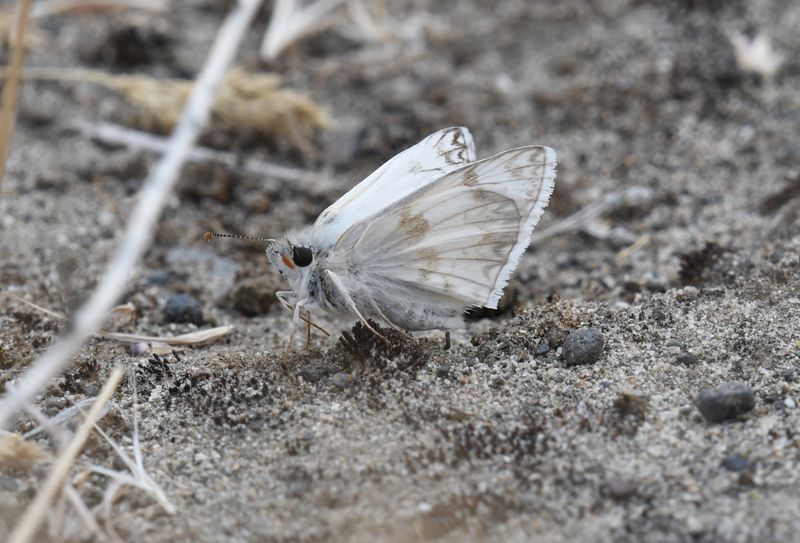 Northern White Skipper: Heliopetes ericetorum