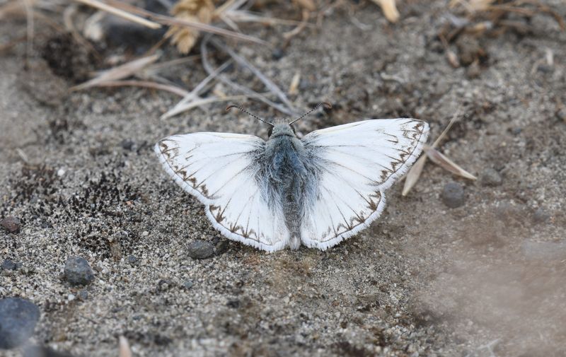 Northern White Skipper: Heliopetes ericetorum