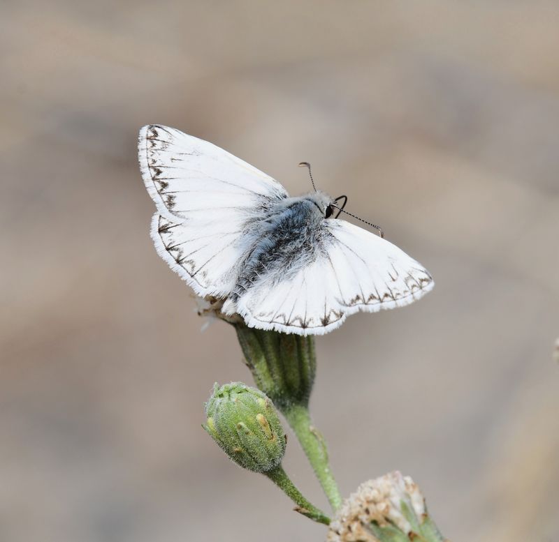 Northern White Skipper: Heliopetes ericetorum