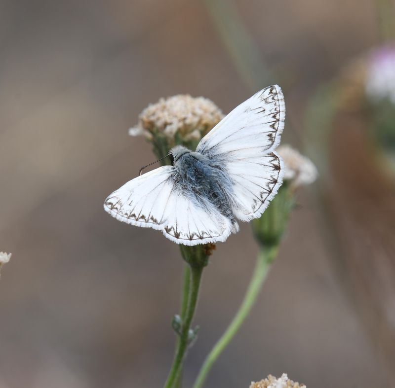 Northern White Skipper: Heliopetes ericetorum