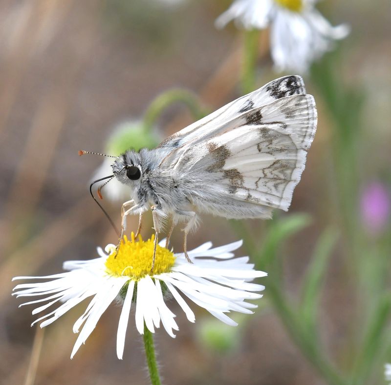 Northern White Skipper: Heliopetes ericetorum