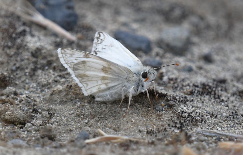 Northern White Skipper: Heliopetes ericetorum