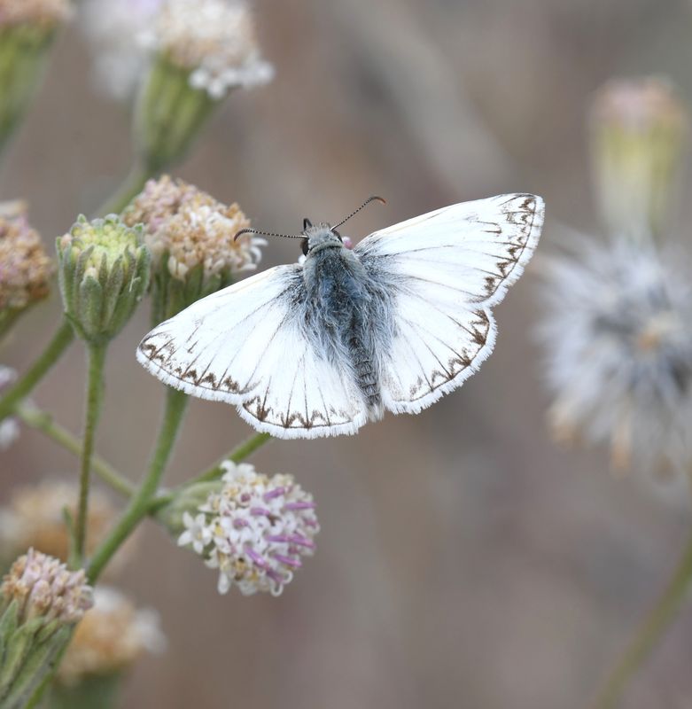 Northern White Skipper: Heliopetes ericetorum